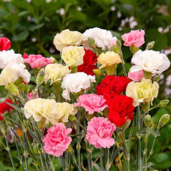 Fleurs - Œillet des Fleuristes Triomphe Varié - face recto